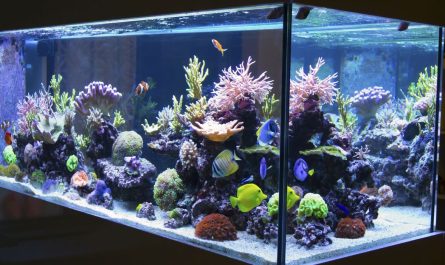 déménager un aquarium avec des poissons ?