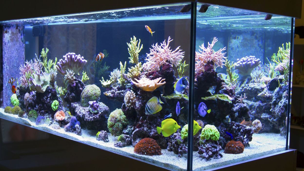déménager un aquarium avec des poissons ?
