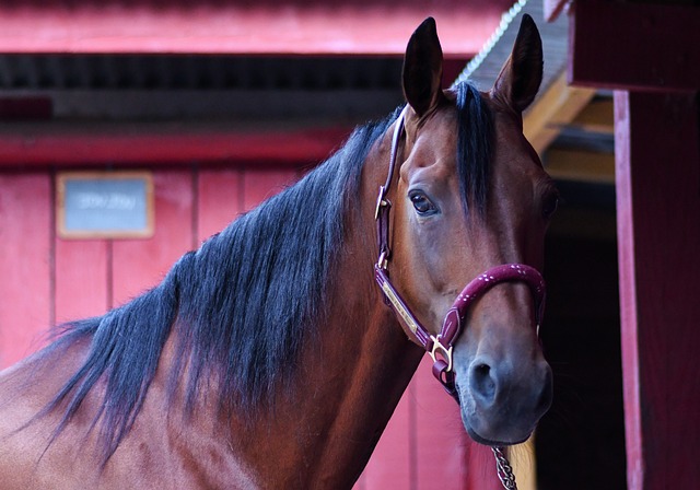 Le Barn pour cheval : Un refuge fonctionnel et confortable pour nos équidés