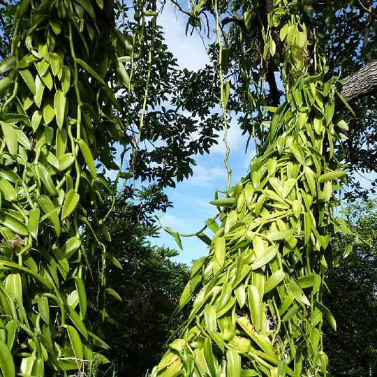 vanille-de-madagascar.com