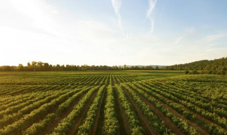 Route des Vins de Bordeaux