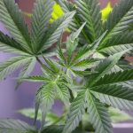 Gorilla Glue