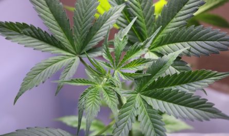 Gorilla Glue