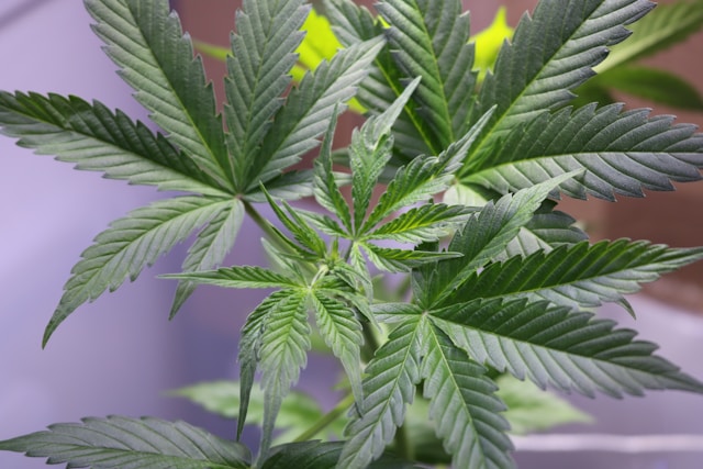 Gorilla Glue : une fleur puissante pour des instants de relaxation inoubliables